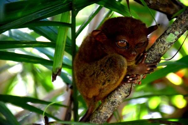 Tarsier bzw. Koboldmakis auf Bohol
