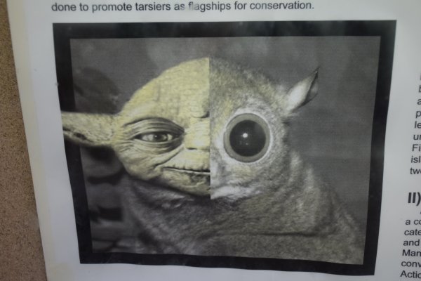 Bild in Philippine Tarsier Sanctuary