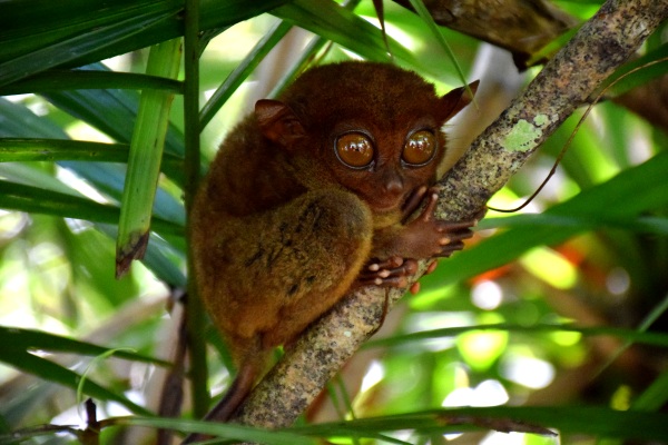 Tarsier Koboldmaki in Bohol